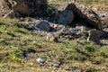 Pika in Rocky Mountain National Park Royalty Free Stock Photo