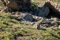 Pika in Rocky Mountain National Park Royalty Free Stock Photo