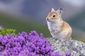 pika sitting on a rock with purple flowers in the background Royalty Free Stock Photo