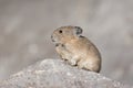 Pika on Stone Royalty Free Stock Photo
