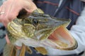 Pike in the angler`s hands. Royalty Free Stock Photo