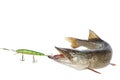 Pike and artificial bait Royalty Free Stock Photo