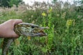 Freshwater fishing. pike caught on soft bait Royalty Free Stock Photo