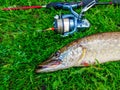 Pike caught on spinning. Photo of pike with tackle on green grass