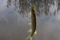 Pike caught on wobbler. Fishing on the lake Royalty Free Stock Photo