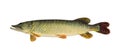 Pike Common fish (Esox Lucius)