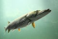 The Pike (Esox Lucius) Royalty Free Stock Photo