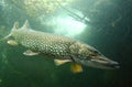 The Pike (Esox Lucius). Royalty Free Stock Photo