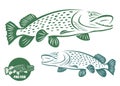 Pike fish