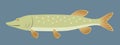 Pike Fish