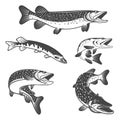 Pike fish icons. Design elements for fishing club or team. Royalty Free Stock Photo