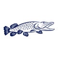 Pike fish illustration