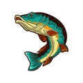 pike fish illustration vector design Royalty Free Stock Photo