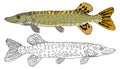 Pike fish isolated, hand drawing. Set of beautiful river fish in color and white and black. Vector illustration