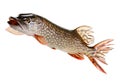 Pike fish on a white background