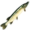 Pike fish isolated on a white background