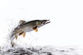 Pike fish jumping out of water isolated on white background Royalty Free Stock Photo