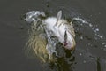 Pike fish jumping in water with splash. Fishing background Royalty Free Stock Photo