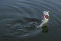 Pike fish jumping in water with splash. Fishing background Royalty Free Stock Photo