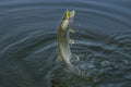 Pike fish jumping in water with splash. Fishing background Royalty Free Stock Photo