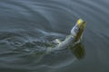 Pike fish jumping in water with splash. Fishing background Royalty Free Stock Photo