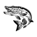 Pike fish monochrome concept Royalty Free Stock Photo