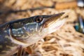 Pike fish portrait. Fishing fish predator Royalty Free Stock Photo