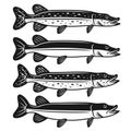 Pike fish set of four styles vector illustration Royalty Free Stock Photo