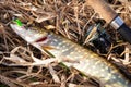 Pike fish and spinning on yellow grass on river shore. fishing trophy. Fisherman caught pike