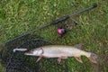 Pike fishing. Caught muskellunge fish with angling spinning tackle on grass Royalty Free Stock Photo