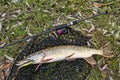 Pike fishing. Caught muskellunge fish with angling spinning tackle on landing net Royalty Free Stock Photo