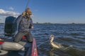 Pike fishing. Fisherman catch big muskie fish with splash in water