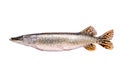 Pike fresh raw fish isolated on white background, clipping path Royalty Free Stock Photo