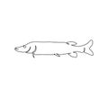 Pike, freshwater fish continuous line drawing. One line art of predatory fish, seafood.