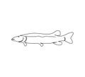 Pike, freshwater fish continuous line drawing. One line art of predatory fish, seafood, marine animals.