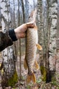 Pike in hand