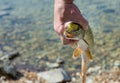 Pike in the hands of a fisherman. Pike`s face with an open mouth