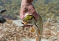 Pike in the hands of a fisherman. Pike`s face with an open mouth