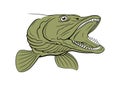 Pike Head. Fish Head. Vector clipart