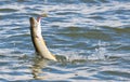 Pike on hook in water Royalty Free Stock Photo