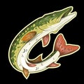 Pike Image. Northern pike. Royalty Free Stock Photo