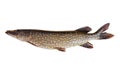 Pike isolated on white background with clipping path. Big live pike fish isolated over white background.