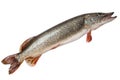 Pike isolated on white background Royalty Free Stock Photo