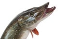 Pike isolated on white background Royalty Free Stock Photo