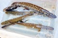 Pike luce ling pickerel crucian carp freshwater fish. Fresh alive fish in box. Restaurant organic food fishmarket