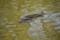 pike in muddy water Royalty Free Stock Photo