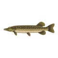 Pike northern esox lucius jackfish fish Royalty Free Stock Photo