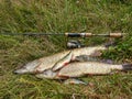 Pike and perch caught by the angler lie on the bank of the river, next to the rod