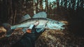 Pike perch in the hand of an angler. Zander fishing Royalty Free Stock Photo