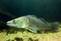 The Pike Perch (Sander Lucioperca). Royalty Free Stock Photo